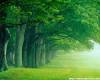 <b>Название: </b>green-nature-wallpaper, <b>Добавил:<b> Gevor<br>Размеры: 1024x819, 188.4 Кб