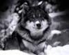 <b>Название: </b>1248715481_wolf_in_snow, <b>Добавил:<b> Gevor<br>Размеры: 1280x800, 350.3 Кб