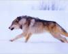 <b>Название: </b>running-wolf, <b>Добавил:<b> Gevor<br>Размеры: 1024x768, 93.9 Кб