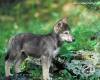 <b>Название: </b>wolf_pup_wallpaper_1280x1024-1, <b>Добавил:<b> Gevor<br>Размеры: 1280x1024, 93.9 Кб