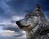 <b>Название: </b>Animals_Beasts_The_beautiful_gray_wolf_013614_, <b>Добавил:<b> Gevor<br>Размеры: 1280x1024, 405.2 Кб