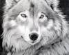 <b>Название: </b>Wolf_by_Orchidett, <b>Добавил:<b> Gevor<br>Размеры: 900x1108, 93.9 Кб